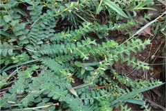 Crotalaria hebecarpa
